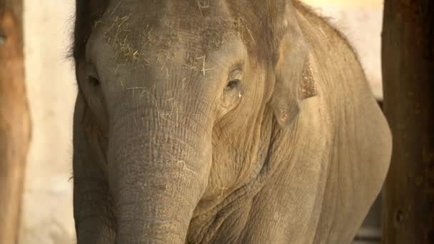Слон Ест Зоопарке — стоковое видео
