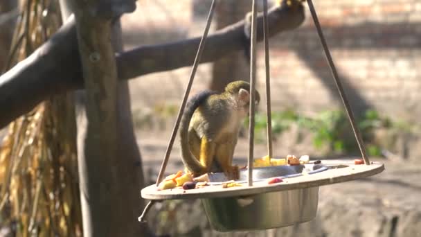 Mono Comiendo Cesta Comida — Vídeos de Stock