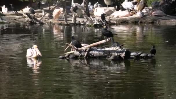 Pelicans Swimming Pond Relaxing Enjoying Time — Stock Video