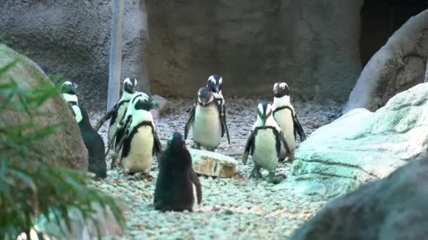 動物園でペンギンが歩いています — ストック動画