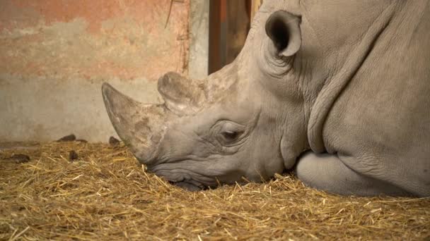 Rhino Giace Terra Nello Zoo — Video Stock