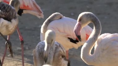 Beyaz flamingolar yatıyor musun