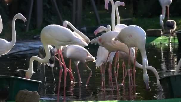 Flamingos Brancos Estão Comendo Poça — Vídeo de Stock