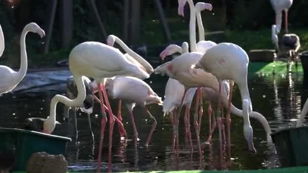 Fehér flamingók eszik a tócsa
