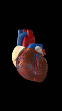 Kara Arkaplanda 3B İnsan Kalbi Anatomisi
