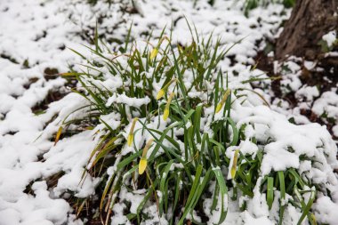 Bahar hemen önce bir soğuk karlı kış gününde sarı çiçek