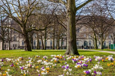 İlk çiçekli çiğdemler erken bahar, zanaat ve Sanat Müzesi yanındaki Hamburg'da