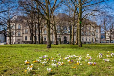 İlk çiçekli çiğdemler erken bahar, zanaat ve Sanat Müzesi yanındaki Hamburg'da