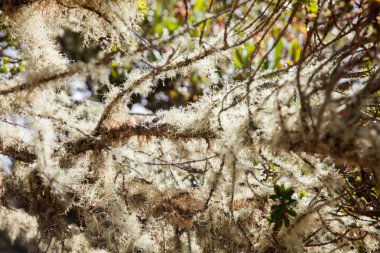 Kolombiya paramo alanlarının tipik bitki örtüsü