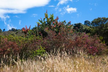 Kolombiya paramo alanlarının tipik bitki örtüsü