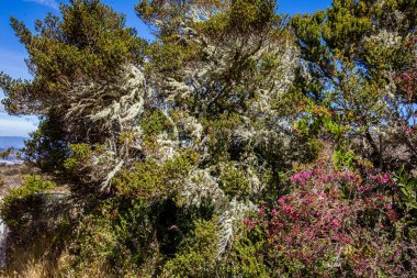 Kolombiya paramo alanlarının tipik bitki örtüsü