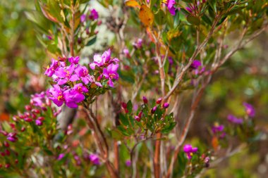 Kolombiya paramo alanlarının tipik bitki örtüsü