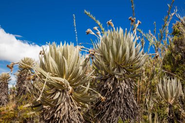 Frailejones and typical vegetation of the paramo areas in Colombia