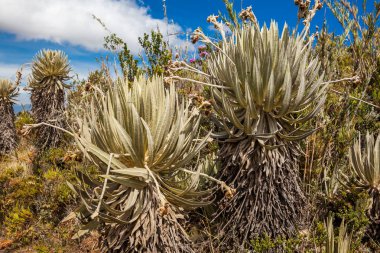 Frailejones and typical vegetation of the paramo areas in Colombia