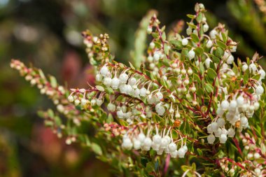 Kolombiya paramo alanlarının tipik bitki örtüsü