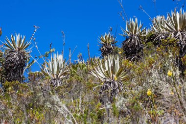 Frailejones and typical vegetation of the paramo areas in Colombia