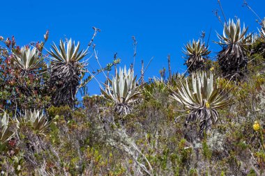 Kolombiya paramo alanlarının tipik bitki örtüsü
