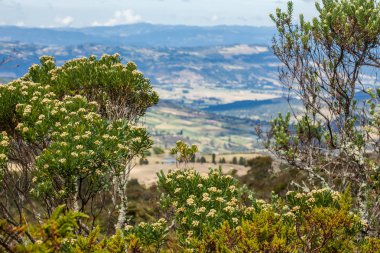 Typical vegetation of the paramo areas and the beautiful mountains in Colombia