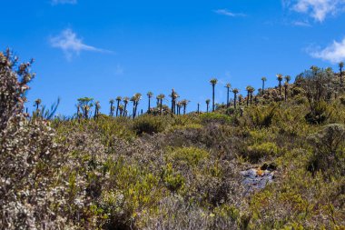 Frailejones and typical vegetation of the paramo areas in Colombia
