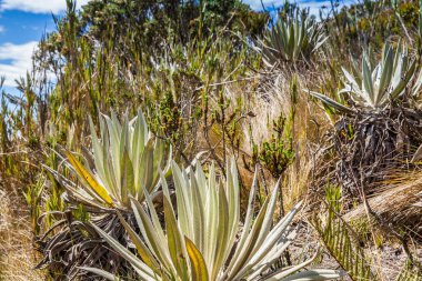 Frailejones and typical vegetation of the paramo areas in Colombia