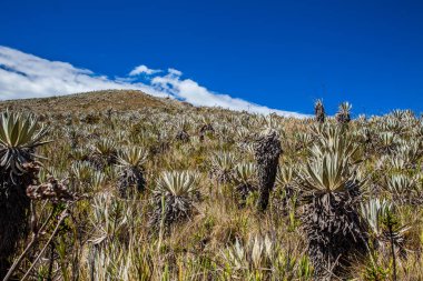 Frailejones and typical vegetation of the paramo areas in Colombia