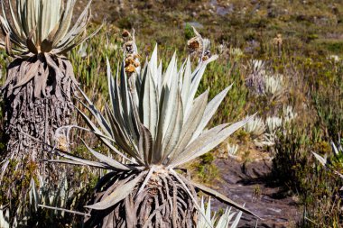 Frailejones and typical vegetation of the paramo areas in Colombia