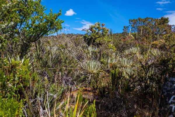 Frailejones Typical Vegetation Paramo Areas Colombia — Foto de Stock