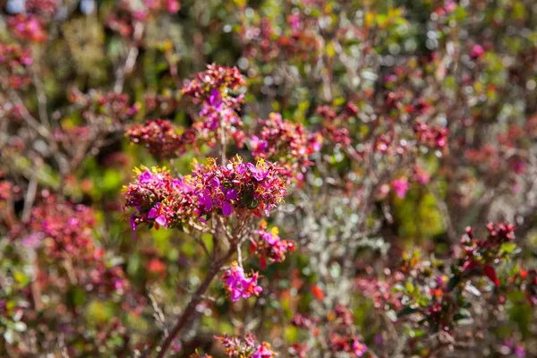 Vegetación Típica Las Áreas Paramo Colombia — Foto de Stock