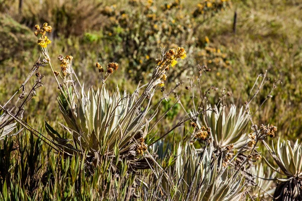Frailejones and typical vegetation of the paramo areas in Colombia
