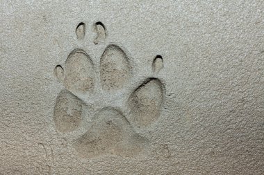 Taze çimentoda köpek patisi ayak izi.