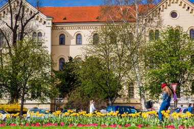 Güneşli bir erken bahar gününde güzel çiçekler ve Hırvatistan Meydanı'nda bulunan Zagreb Üniversitesi Hukuk Fakültesi binası