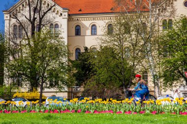 Güneşli bir erken bahar gününde güzel çiçekler ve Hırvatistan Meydanı'nda bulunan Zagreb Üniversitesi Hukuk Fakültesi binası