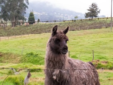 Llama da Bogota yakın Kolombiya dağlarında yeşil bir alanda alpaka denir