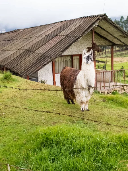 Lama Également Appelé Alpaga Sur Champ Vert Dans Les Montagnes — Photo