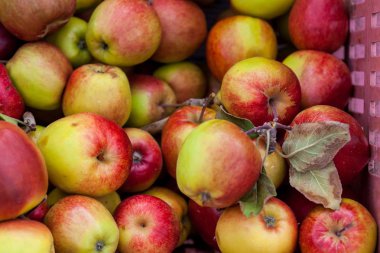 Kolombiya Boyaca departmanının yollarında geleneksel meyve satışı