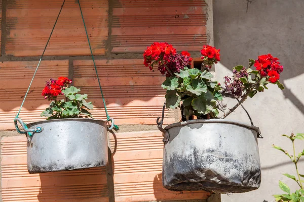 Red Geranium planted into an old cooking pot as is traditional on rural areas in Colombia