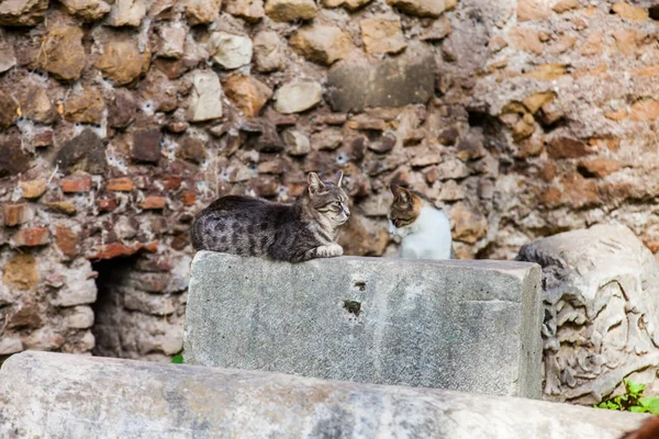 Stray cats sunbathing on top of the ruins of Roman columns at the Piazza Vittorio Emanuele II in Rome — Stock Photo, Image