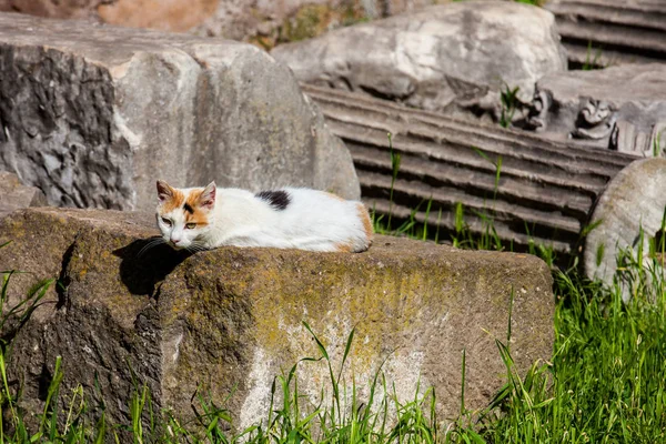 Stray cats sunbathing on top of the ruins of Roman columns at the Piazza Vittorio Emanuele II in Rome — Stock Photo, Image