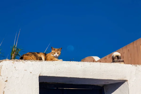 The cat and the moon in a beautiful day in Santorini