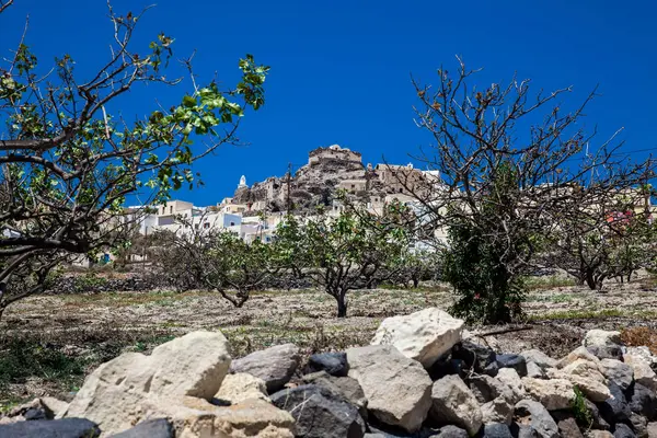 Vineyard next to the walking path number 12 to Akrotiri village in Santorini Island in a beautiful early spring day — Stock Photo, Image