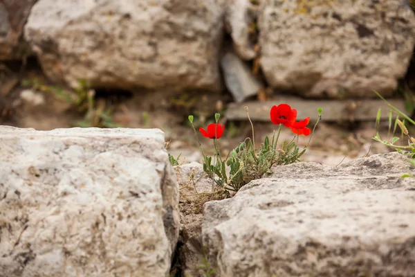 Detail of the stones at bleachers  of the Theatre of Dionysus Eleuthereus built at the foot of the Athenian Acropolis dated to the 6th century BC