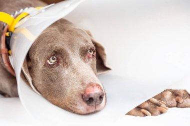 Weimaraner dog wearing a plastic elizabethan collar at home. 