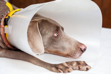 Weimaraner köpeği evde plastik Elizabeth dönemi tasması takıyor.