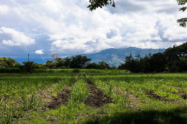Kolombiya 'nın Valle del Cauca bölgesinin verimli topraklarındaki güzel tarım arazilerinin manzarası.