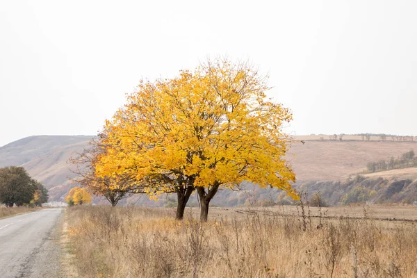 Árvore Solitária Com Folhas Amarelas Outono Folhas — Fotografia de Stock