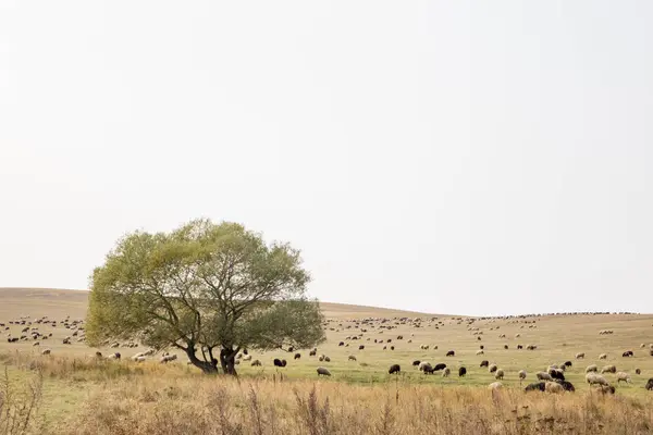 Manada Ovelhas Pretas Brancas Pastando Prado Uma Área Montanhosa — Fotografia de Stock