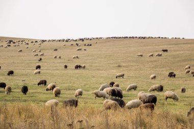 Otlatma alanında birçok hayvanlar koyun. Çiftlik ile koyun. Yeni ırkı koyun.