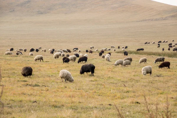 Muitos Animais Ovelhas Pastando Campo Fazenda Com Ovelhas Nova Raça — Fotografia de Stock