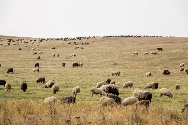 Багато Тварин Пасуться Полі Ферма Вівцями Нова Порода Овець — стокове фото