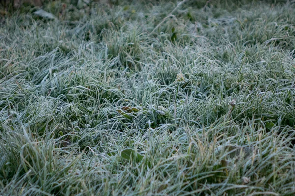 Schöner Frost Auf Gras Den Bergen Morgenlandschaft Den Bergen Herbst — Stockfoto